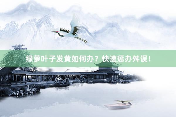 绿萝叶子发黄如何办？快速惩办舛误！